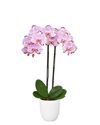 phalaenopsis-para-maceta-kunming-rosa-103497-1