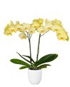 phalaenopsis-potplanten-ferrara-geel-103618-2