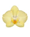 phalaenopsis-para-maceta-ferrara-amarillo-103618-1