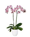 phalaenopsis-pot-palamos-white-103845-1
