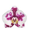 phalaenopsis-para-maceta-palamos-blanco-103845-0