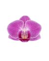 phalaenopsis-potplanten-vienna-roze-104073-1