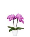 phalaenopsis-potplanten-vienna-roze-104073-3