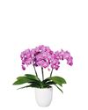 phalaenopsis-potplanten-vienna-roze-104073-4