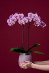 phalaenopsis-potplanten-andorra-roze-105120-0