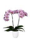 phalaenopsis-potplanten-andorra-roze-105120-2