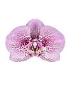 phalaenopsis-pot-andorra-pink-105120-1