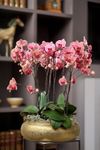 phalaenopsis-potplanten-narbonne-koper-105571-1