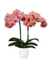 phalaenopsis-para-maceta-narbonne-cobre-105571-3