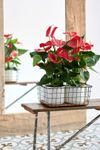 anthurium-potplanten-minnesota-rood-205767-1