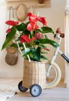 anthurium-potplanten-minnesota-rood-205767-3