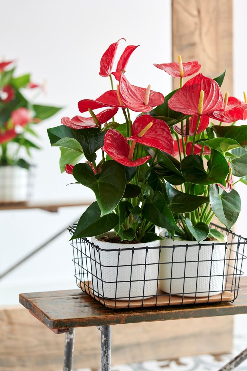 Minnesota - Anthurium pot plants | Anthura
