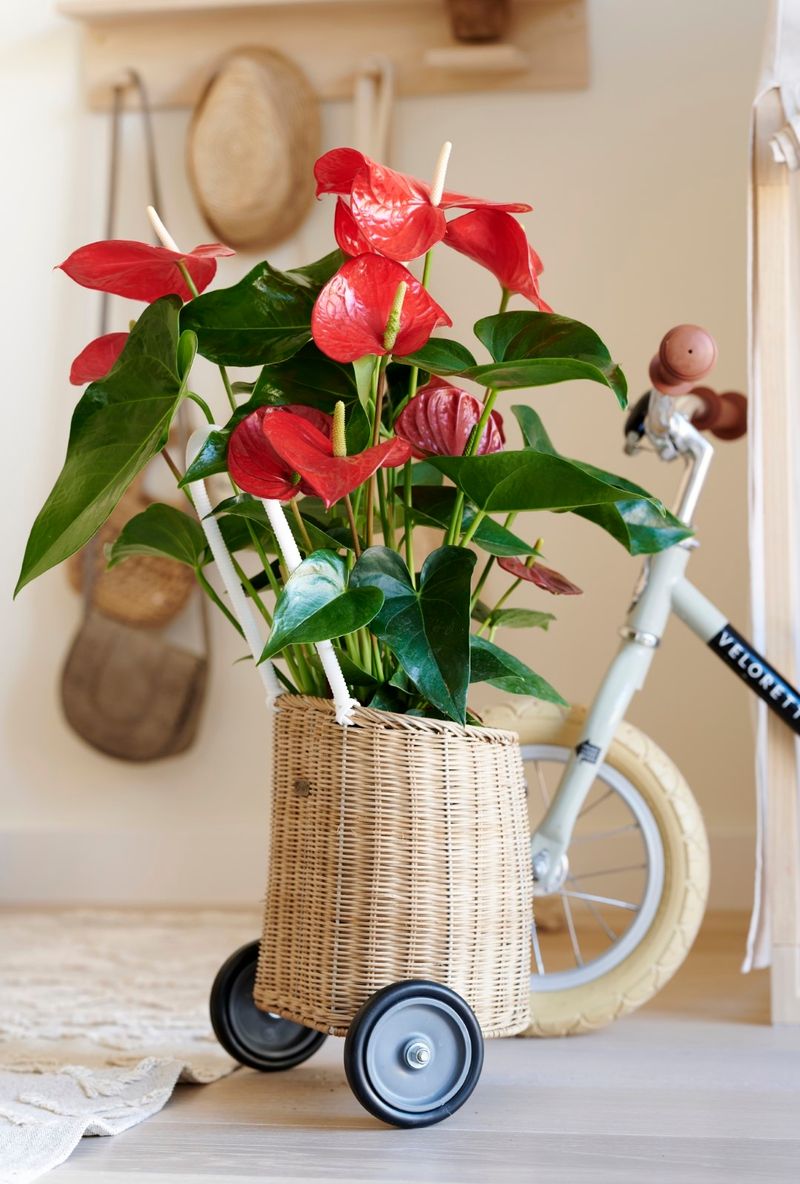 Minnesota - Anthurium pot plants | Anthura