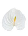 anthurium-potplanten-alpine-wit-205747-3