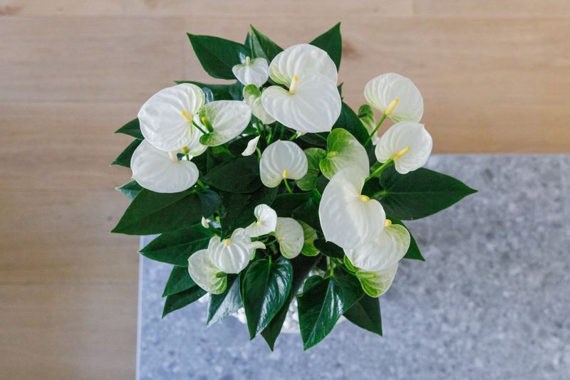 neon pothos plants Pothos 'Neon Queen'