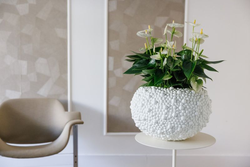 Alpine - Anthurium pot plants | Anthura