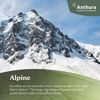 anturio-para-maceta-alpine-blanco-205747-0