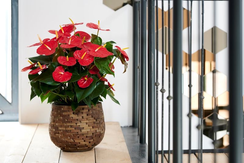 Idaho - Anthurium pot plants | Anthura