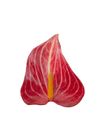 anturio-para-maceta-livium-red-micro-rojo-206251-1