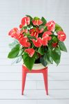 anthurium-potplanten-madural-rood-201976-2