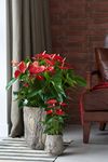 anthurium-pot-michigan-red-202883-0