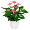 anthurium-potplanten-royal-pink-champion-roze-203209-1