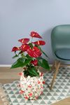 anthurium-pot-nevada-red-203725-1