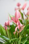 anthurium-potplanten-lilli-roze-203770-2