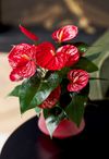 anthurium-potplanten-oklahoma-rood-203811-1