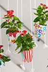 anthurium-potplanten-fiesta-rood-204337-1