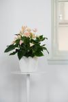 anthurium-potplanten-joli-peach-roze-204365-0