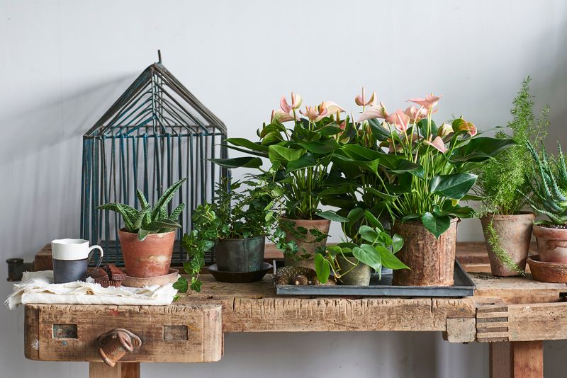 bogenhanf weiche blätter Sansevieria Straight — Schwiegermutterzunge