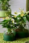 anthurium-pot-vanilla-yellow-204445-2