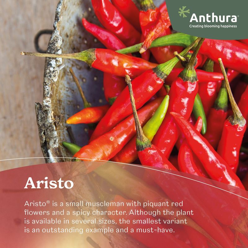 Aristo - Anthurium pot plants | Anthura