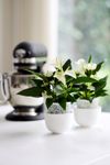 anthurium-pot-eclyps-white-204732-2