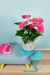 anthurium-potplanten-colorado-roze-204958-1