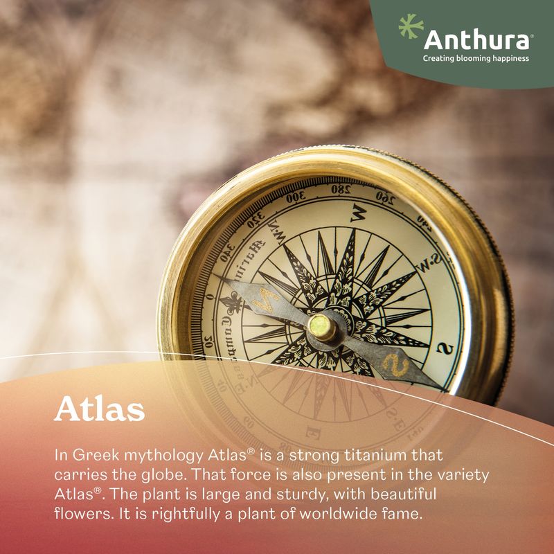 Atlas - Anthurium pot plants | Anthura