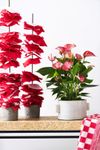 anthurium-potplanten-livium-red-rood-205804-1