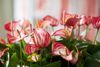 anthurium-potplanten-livium-red-rood-205804-3