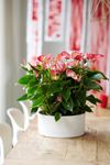 anthurium-pot-livium-red-red-205804-2