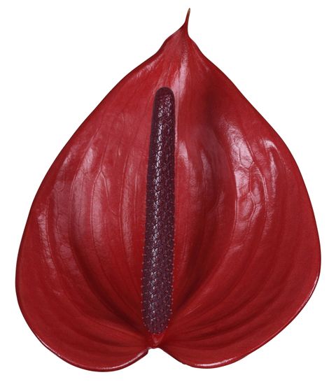 Cerato Anthurium