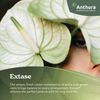 anthurium-snijrassen-extase-wit-208986-0
