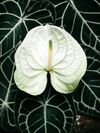 anthurium-snijrassen-extase-wit-208986-5