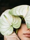 anthurium-cut-extase-white-208986-4