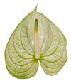 anthurium-cut-extase-white-208986-6