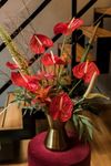 anthurium-snijrassen-rambla-rood-208999-1