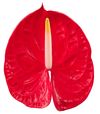 anthurium-cut-rambla-red-208999-4