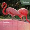 anthurium-cut-caribo-pink-209014-0