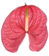anthurium-cut-caribo-pink-209014-2