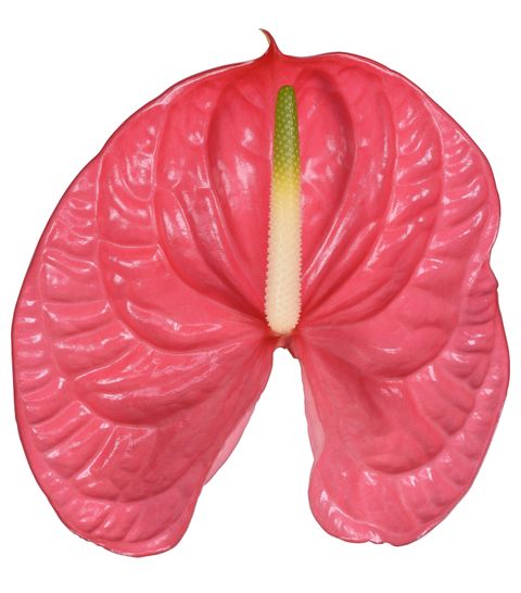 Caribo Anthurium
